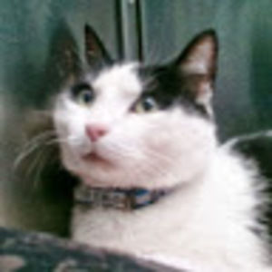 Meet your Posher, Robin